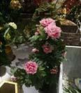 Искусственные растения Пион розовый MK-7411-HP 0х0х100 см Темно-зеленый